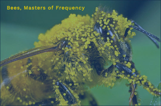 Bees, Masters of Frequency